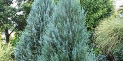 Opis juniper moonglow